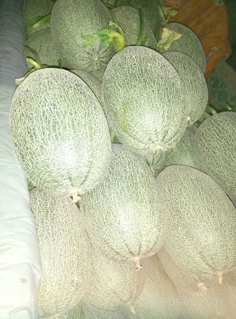 西州蜜瓜5斤以上椭圆形
