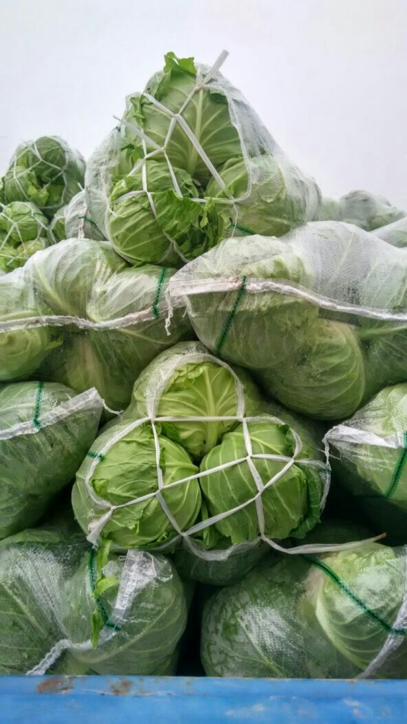 皱叶甘蓝，薄叶甘蓝，旺旺，绿源，斯特丹，各种品种