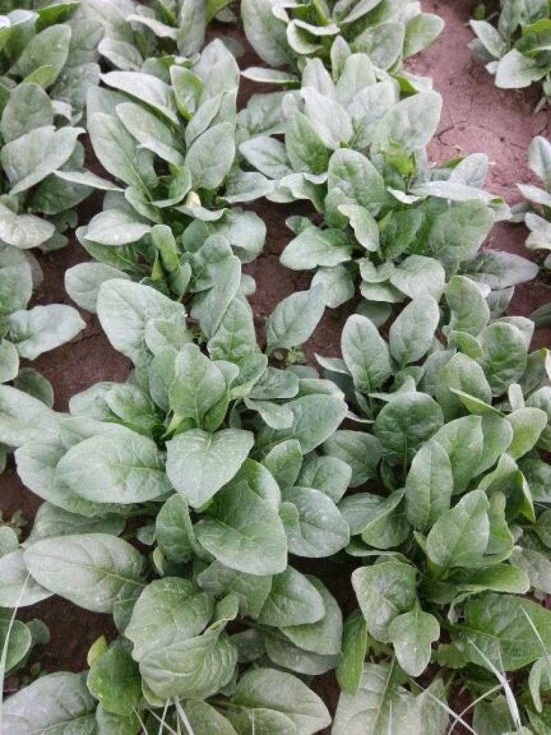 菠菜25~30厘米