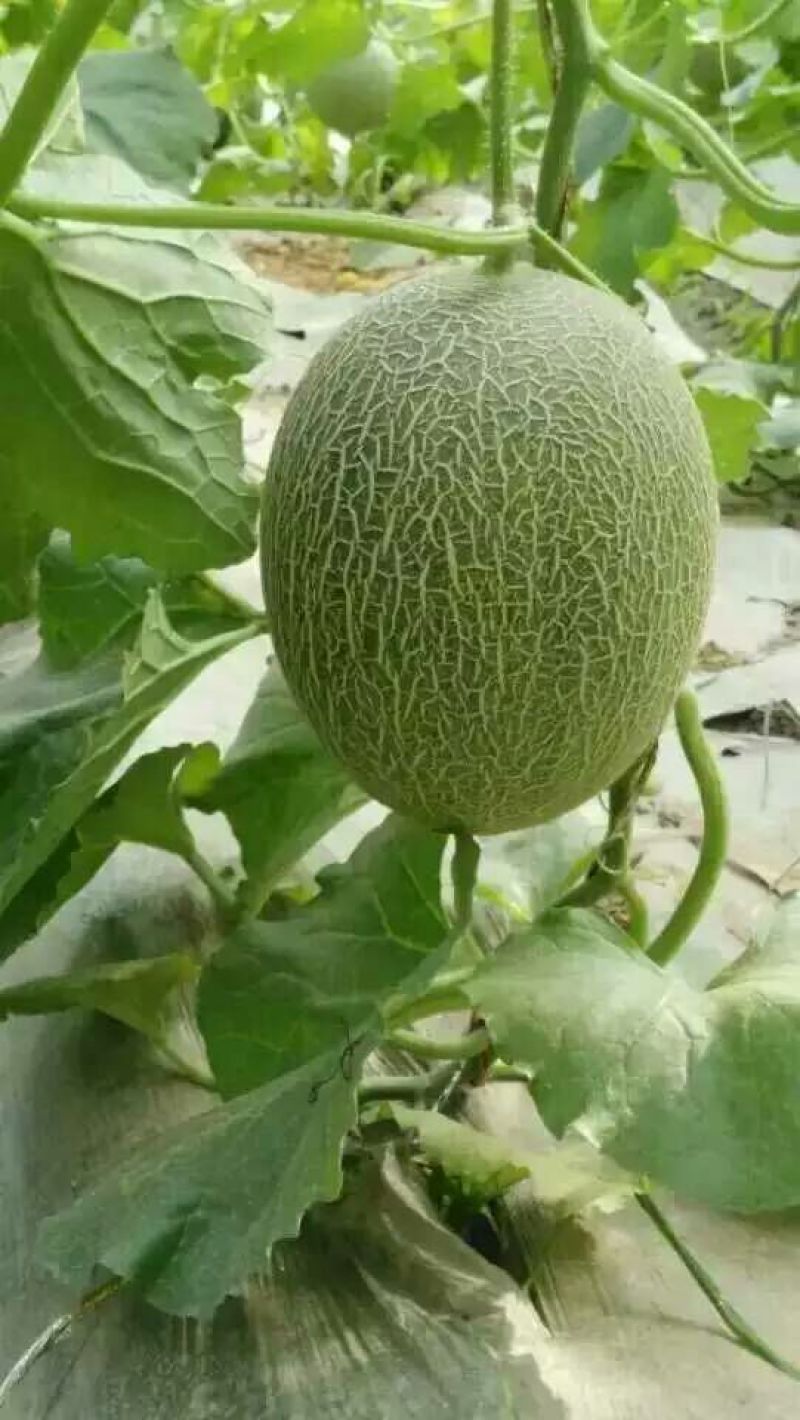 西州蜜瓜3斤以上椭圆形