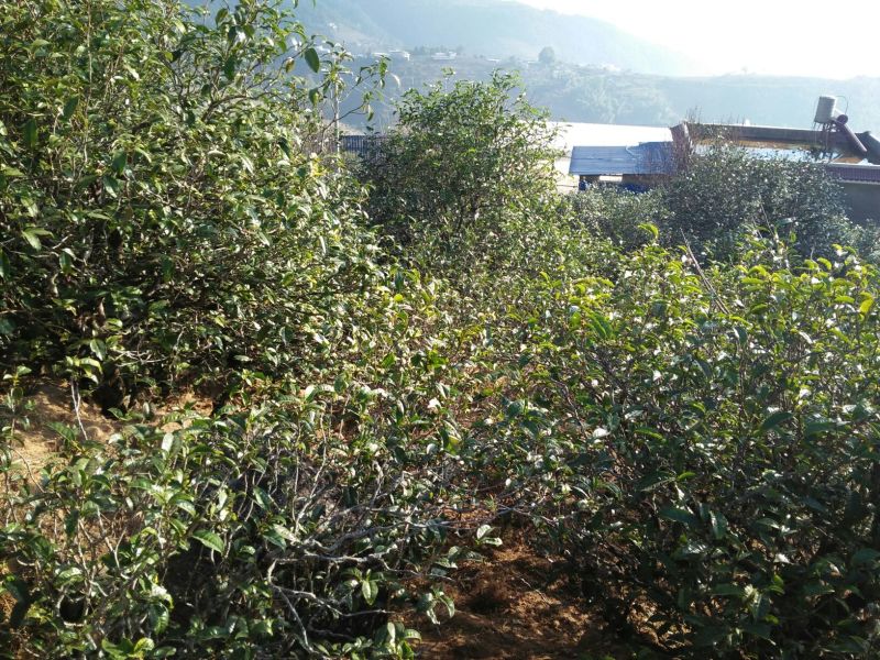 古树普洱茶一级