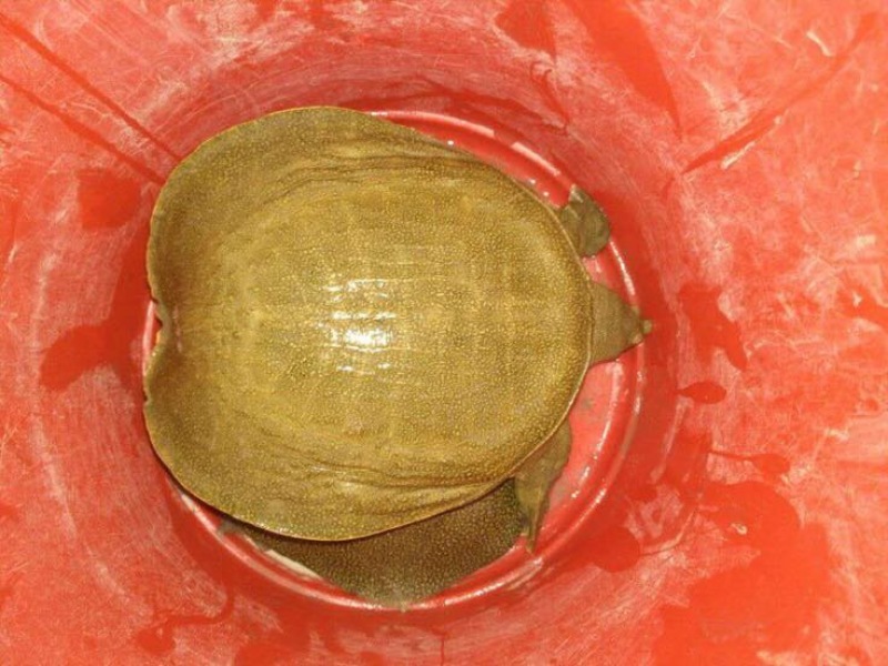 野生甲鱼