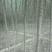 榆树6~8cm4~6cm3.5~4m