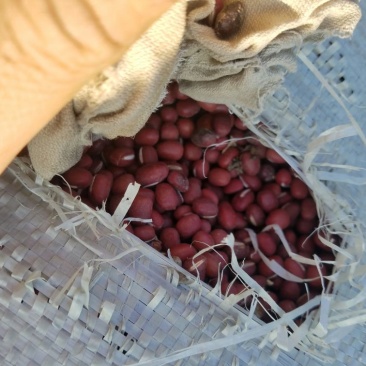 红小豆袋装