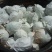 金花梨350~400g纸袋