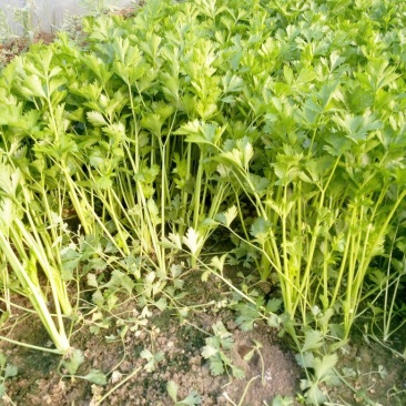 法国皇后芹菜45cm以上