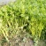法国皇后芹菜45cm以上