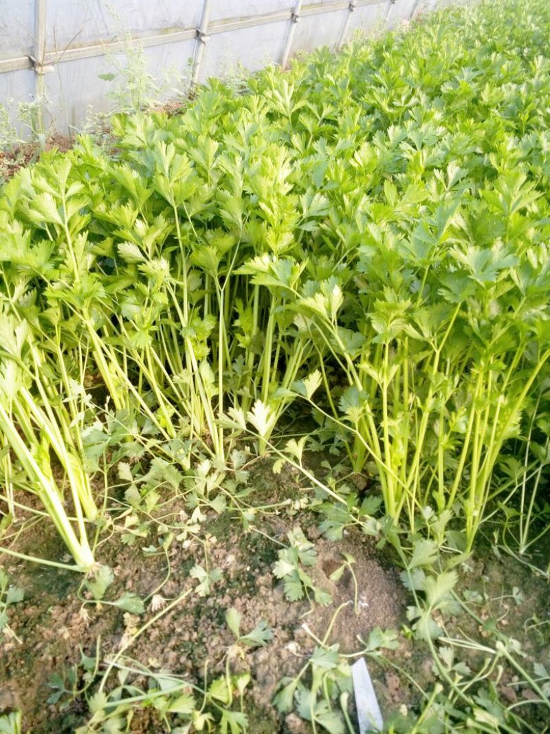 法国皇后芹菜45cm以上
