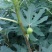 无花果苗波姬红青皮布兰瑞克1-2年