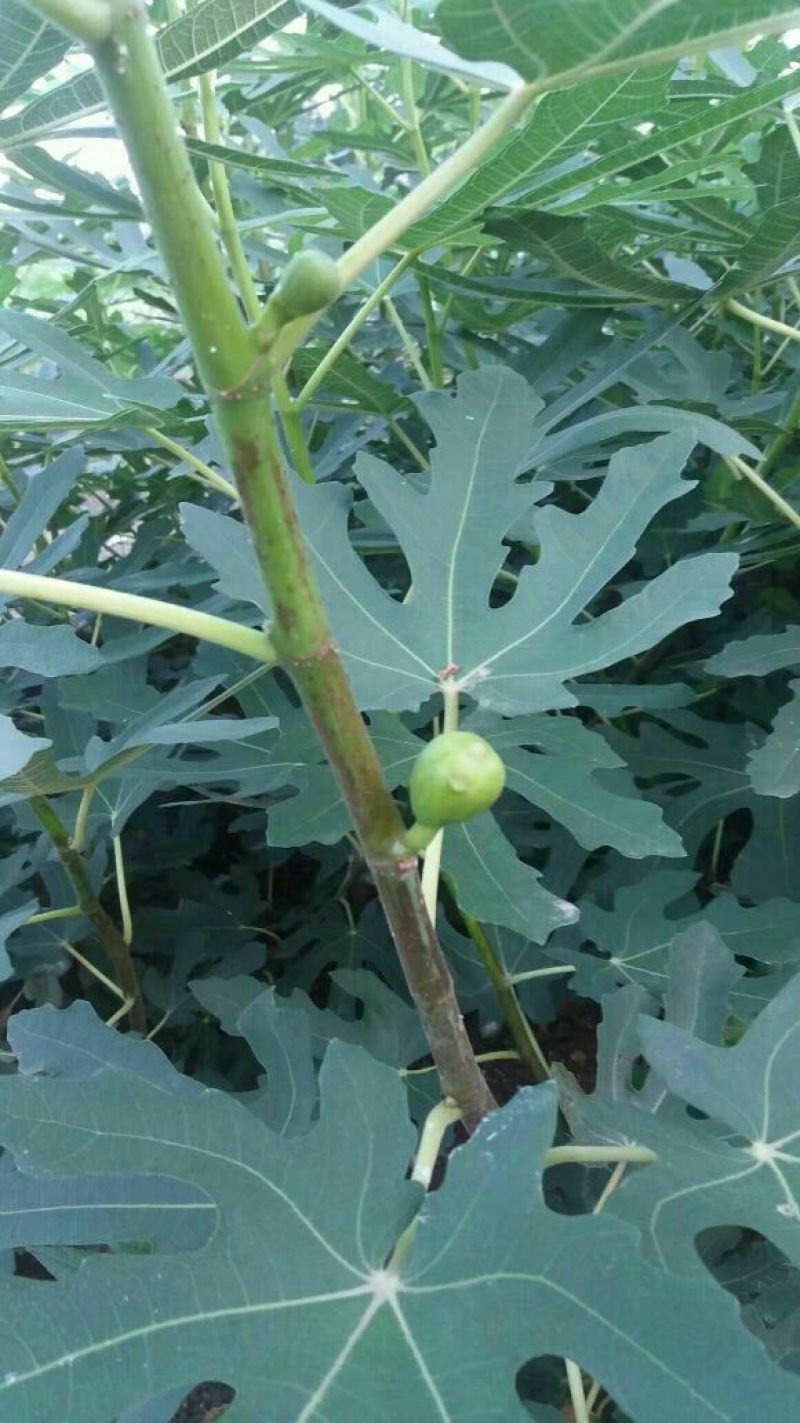 无花果苗波姬红青皮布兰瑞克1-2年