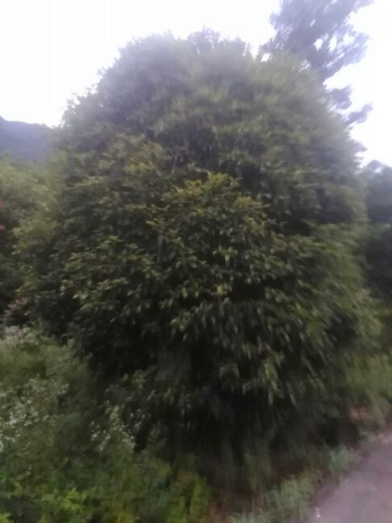 桂花树14~16cm4米以上3米以上