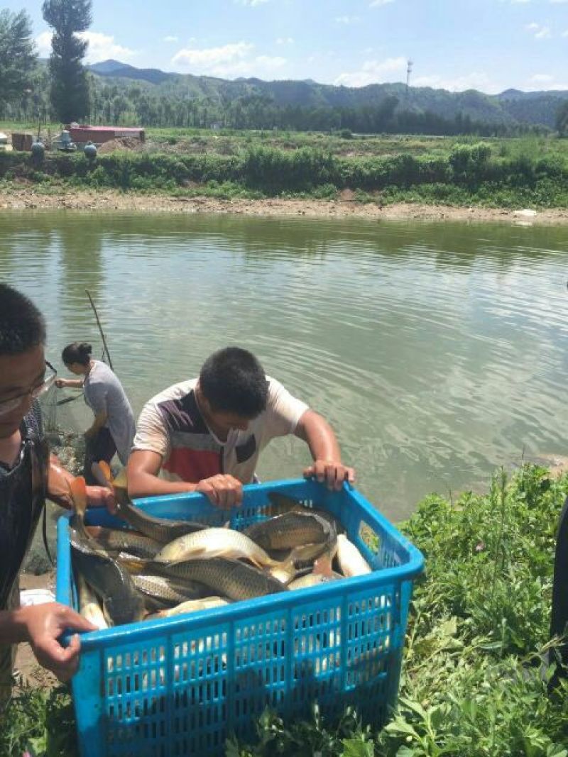 池鲤鱼食用1~2公斤