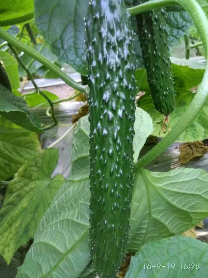 黄瓜苗