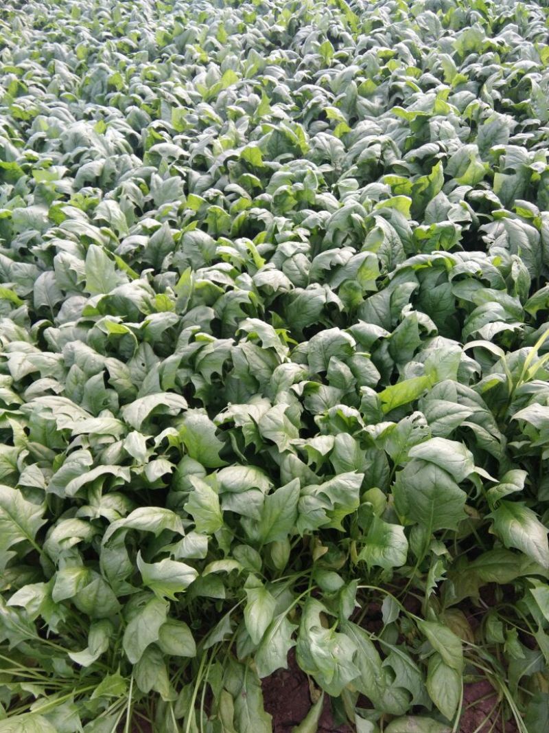 全能菠菜35~40厘米