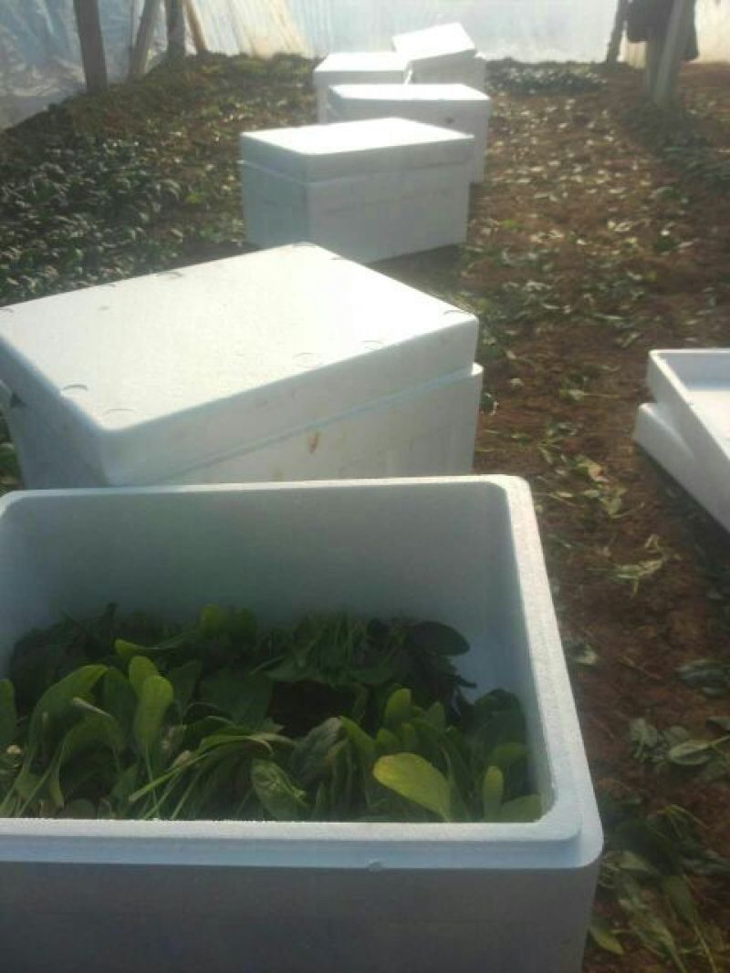 秋菠菜20~25厘米