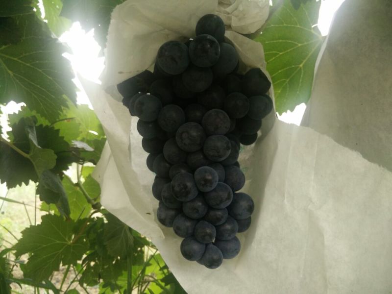 夏黑葡萄苗1年30~50cm