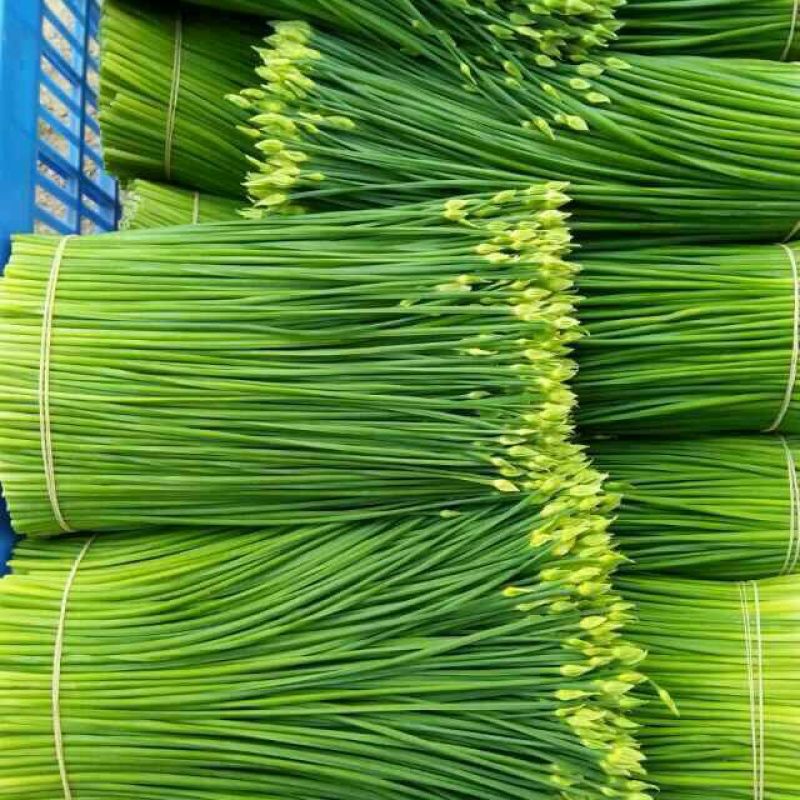 韭菜花规格38cm以下(靓中花)