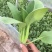 青菜油菜10~15cm大量供应欢迎来电咨询采购