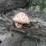 干香菇3~3.5cm