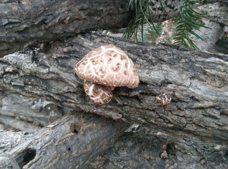 干香菇3~3.5cm