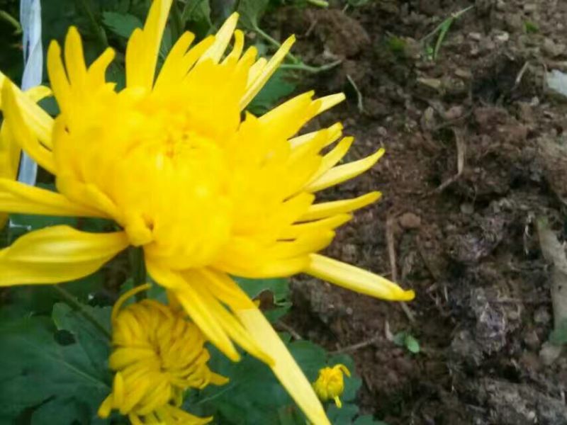 菊花茶