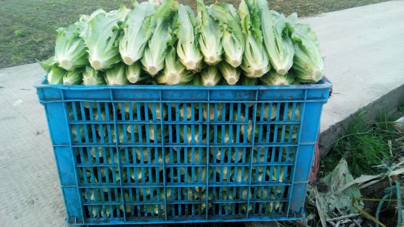 油麦菜20~25厘米以上