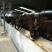 德州驴200~400斤