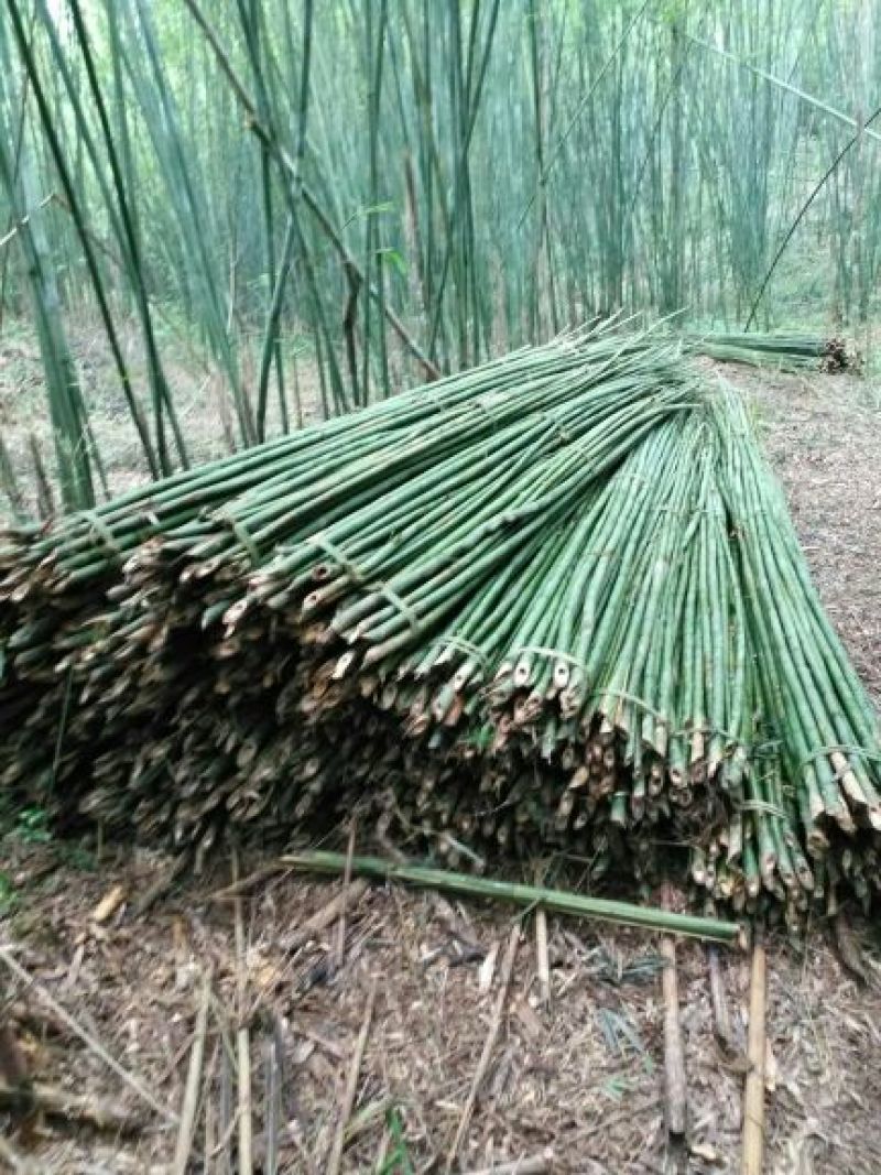 紫竹7~8m