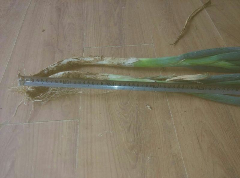 大葱毛葱3cm左右