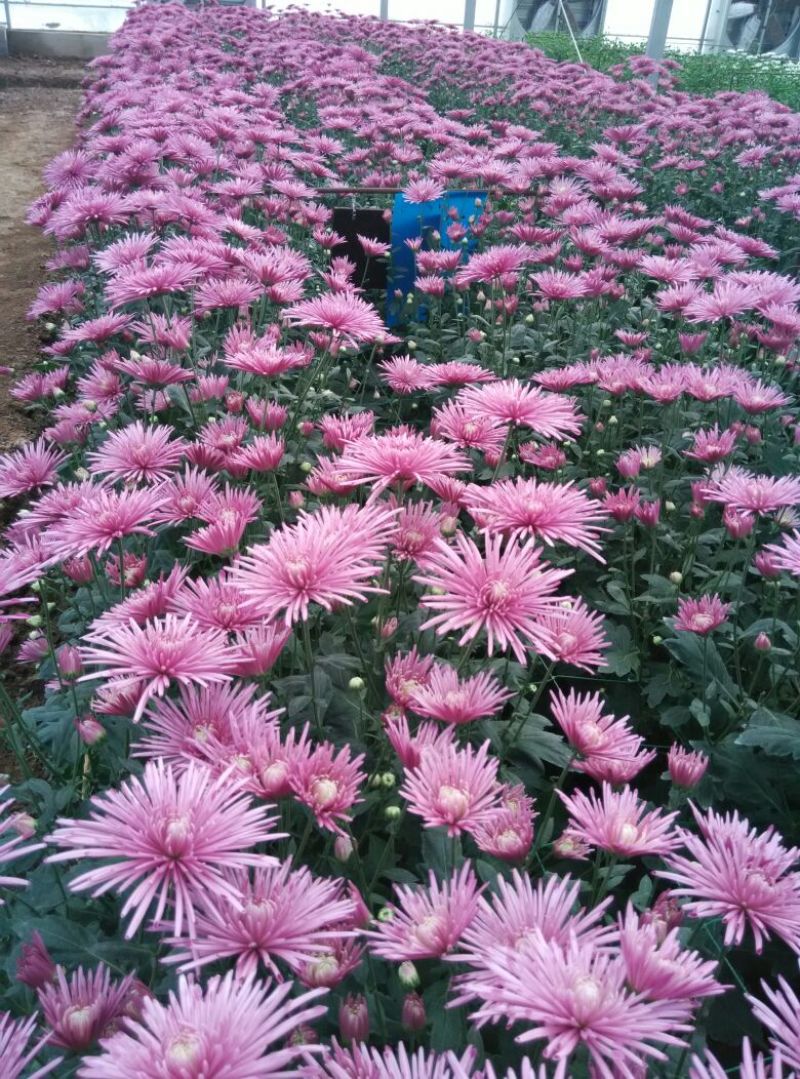 菊花鲜切花30~50cm