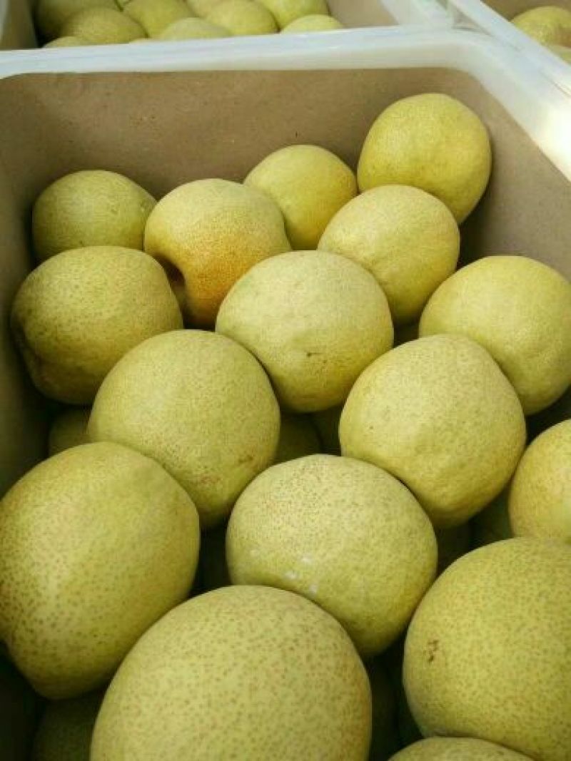 砀山梨200~250g光果