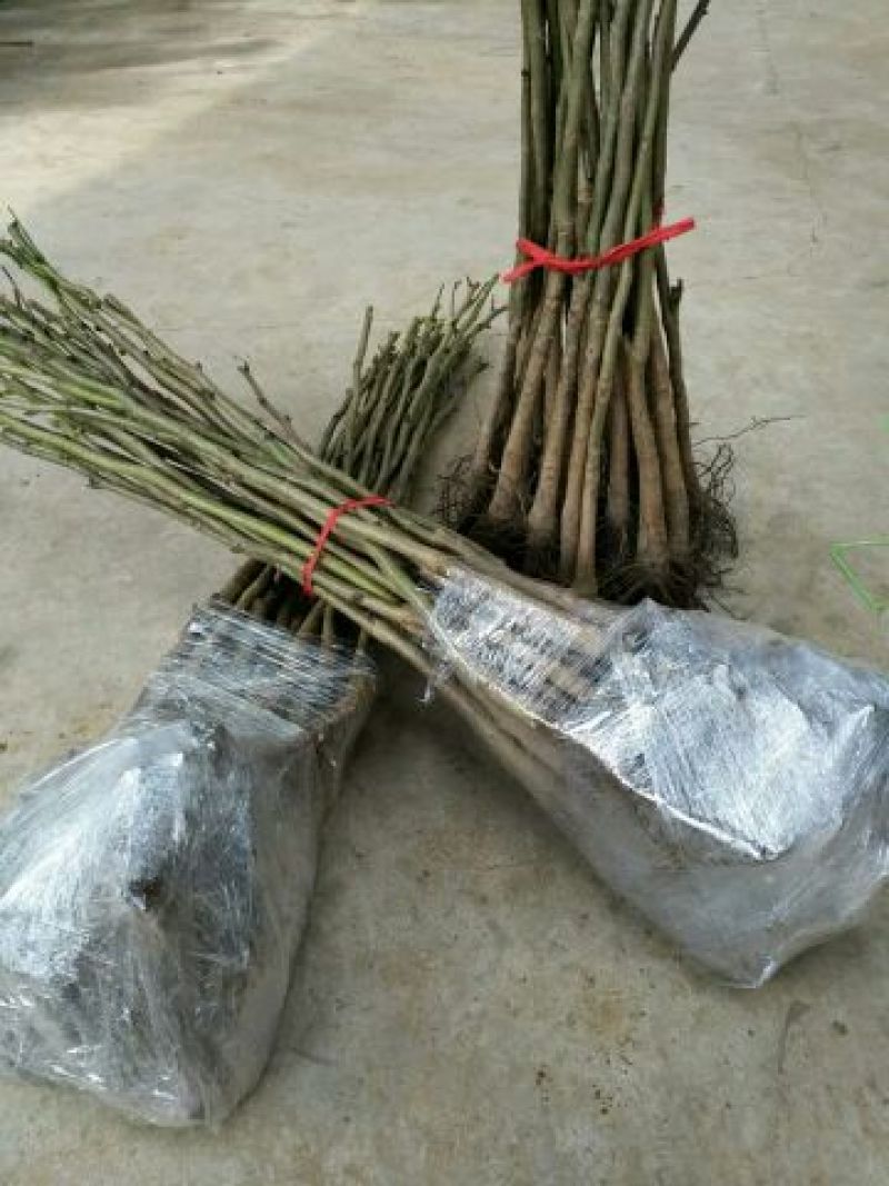 核桃苗新品种嫁接核桃苗薄皮核桃苗红皮核桃苗香玲核