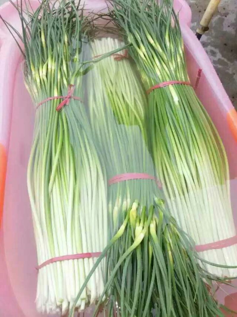 蒜薹40~50厘米