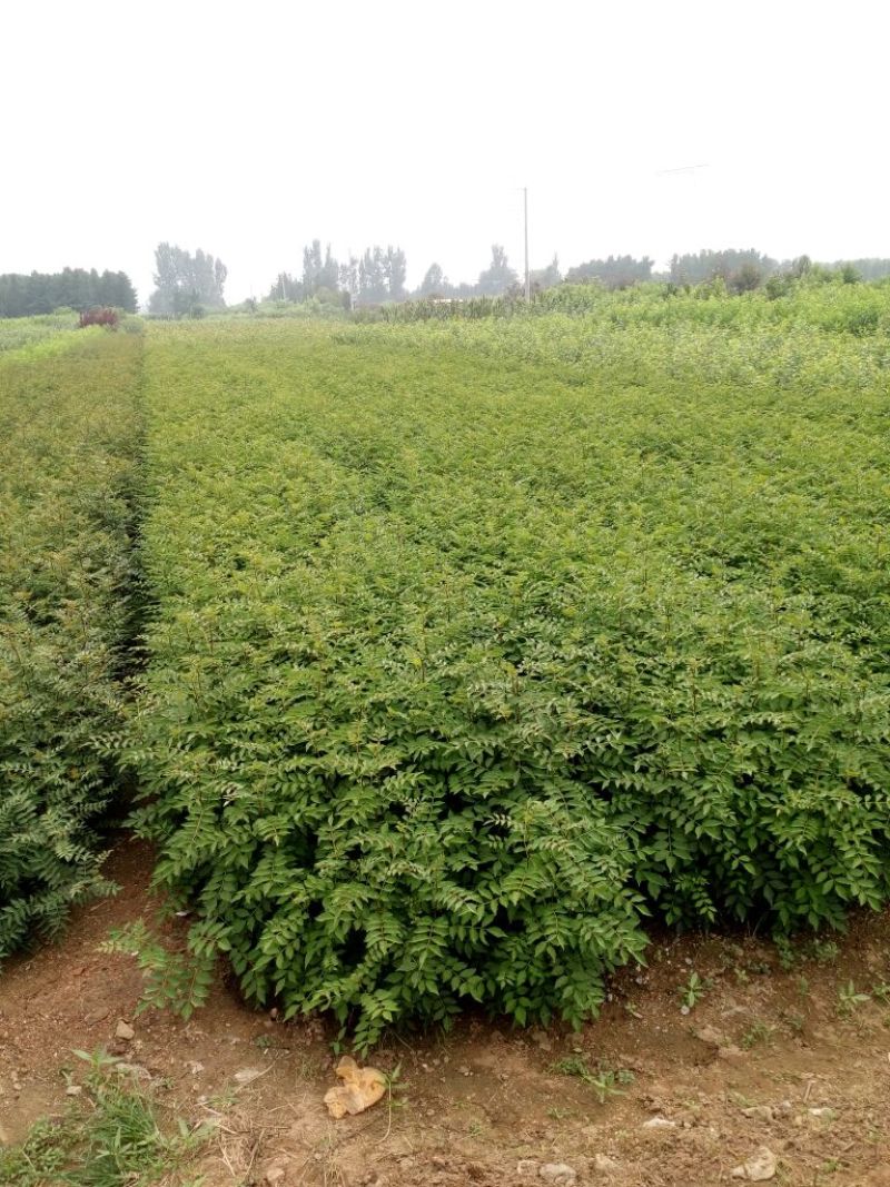 花椒苗大红袍花椒种植基地