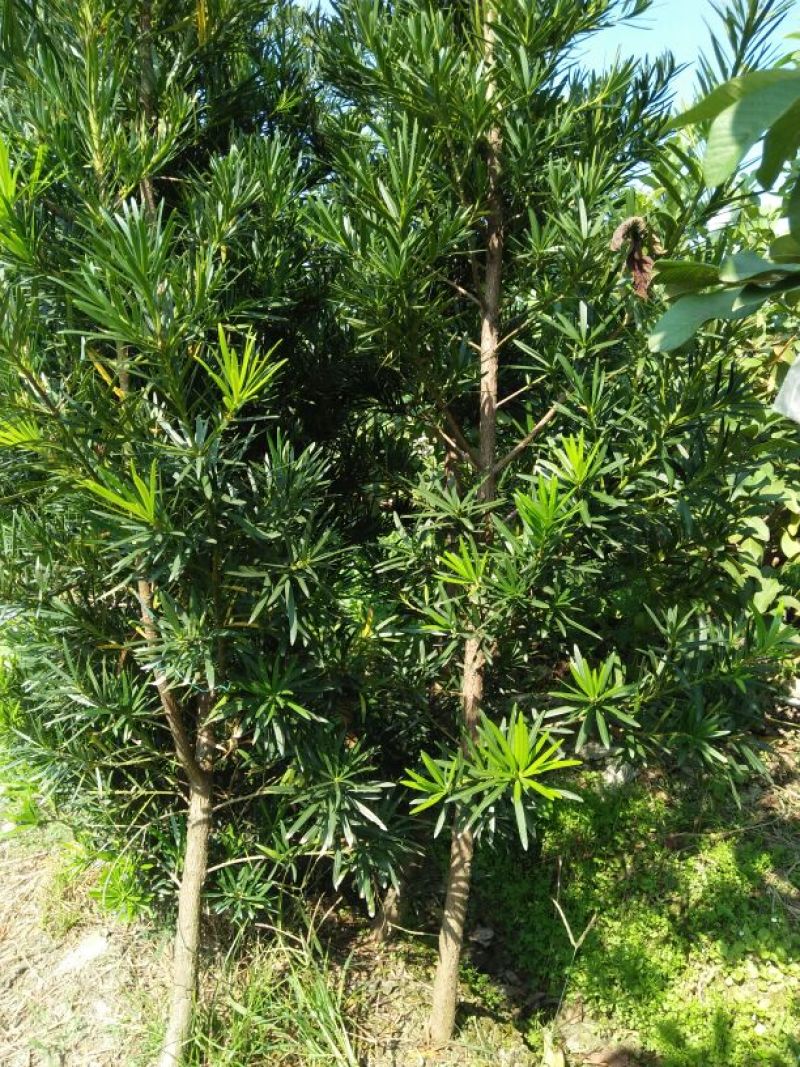 软枝油茶树30~50cm