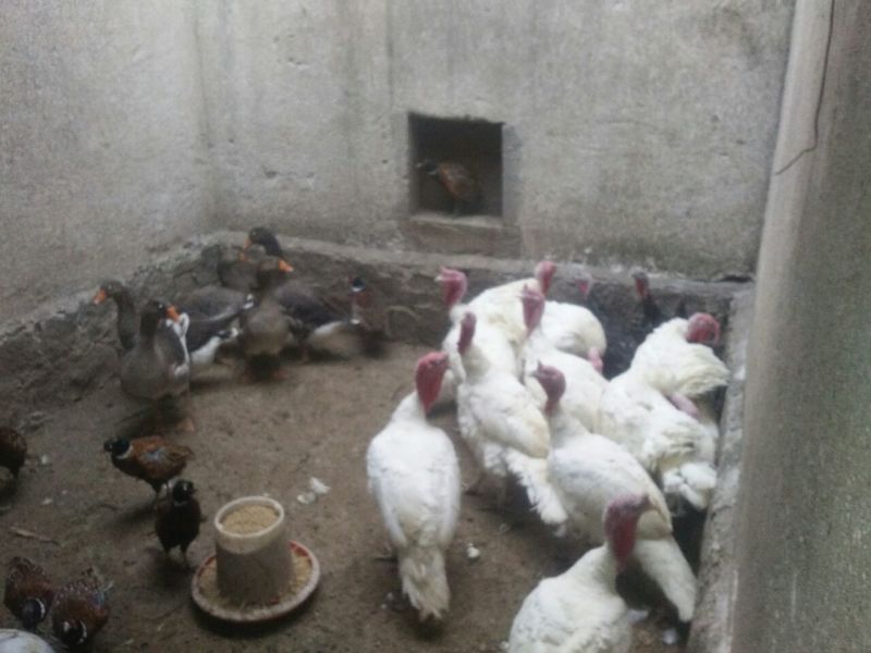 饲料6个月