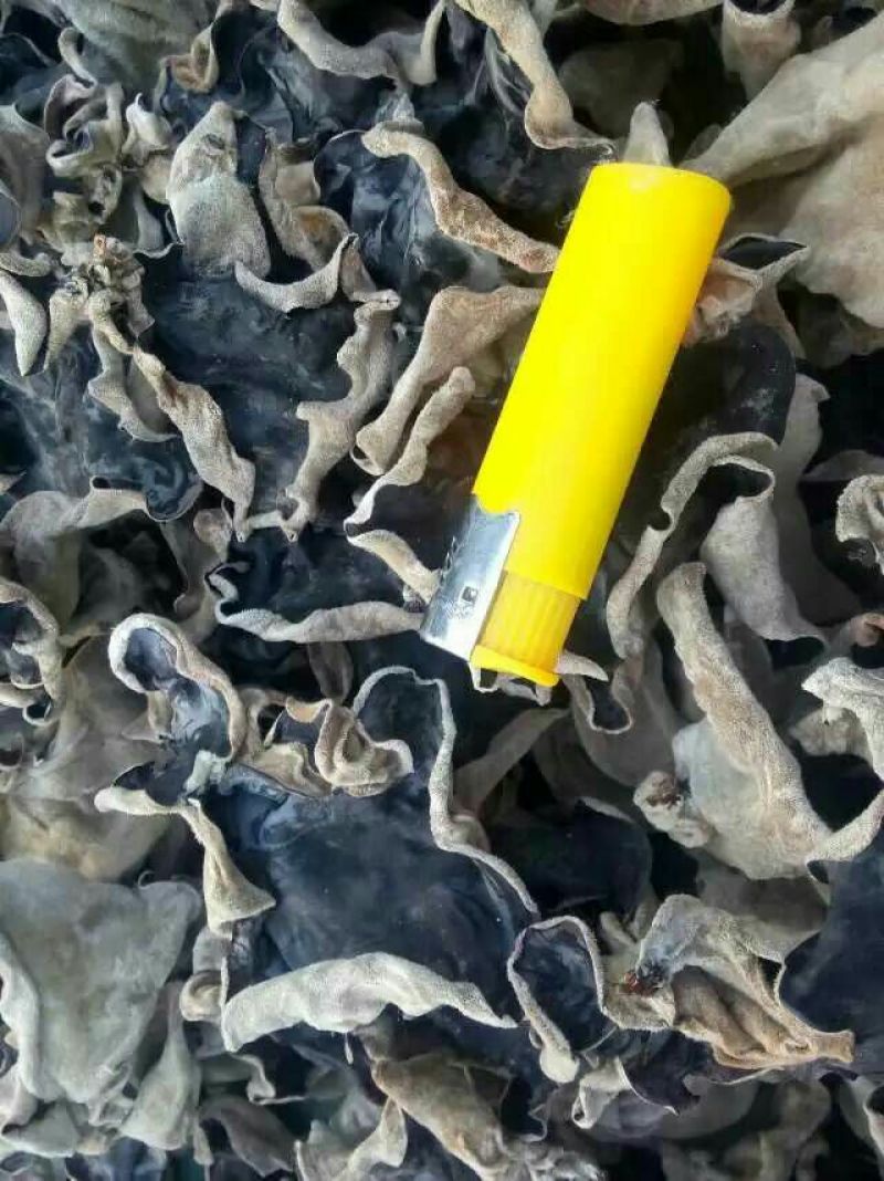 毛木耳特级