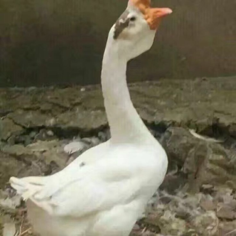 鹅苗
