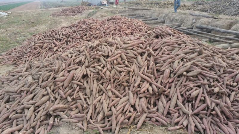 临潼秦薯5号原种高产红薯苗板栗红薯苗红薯苗地瓜苗