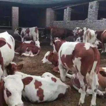西门塔尔牛犊100~200kg