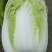大白菜4-6斤，每年4—8月春白菜，10月—次年冬白菜
