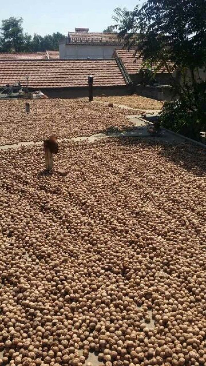 薄皮核桃去皮干