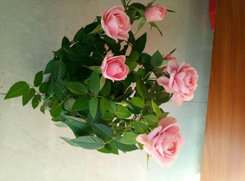 玫瑰盆花含盆