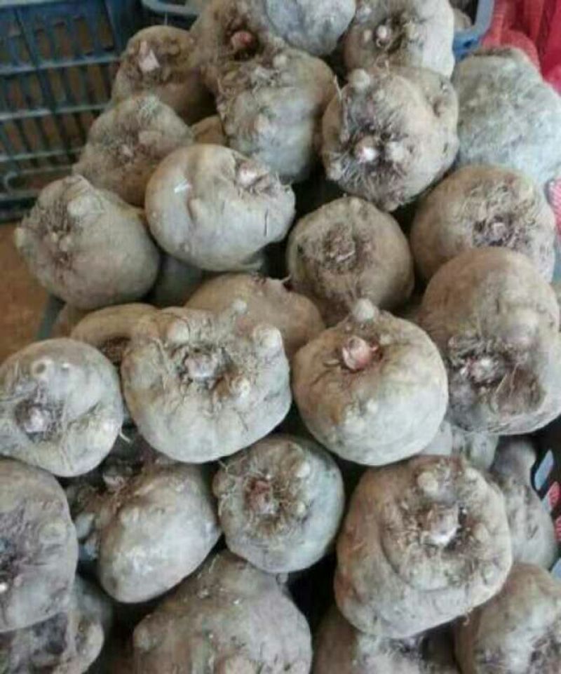 魔芋鲜货