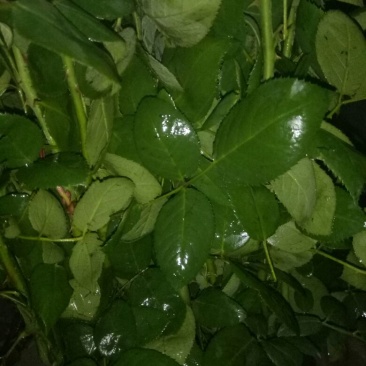 玫瑰鲜切花20朵