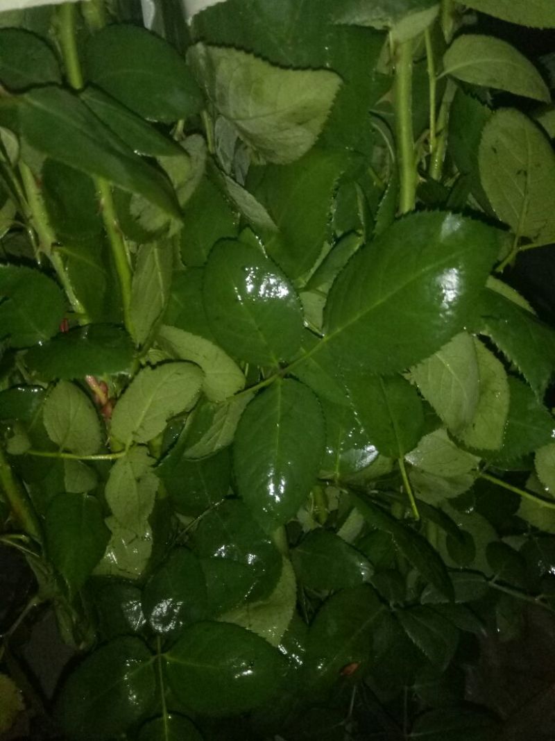 玫瑰鲜切花20朵