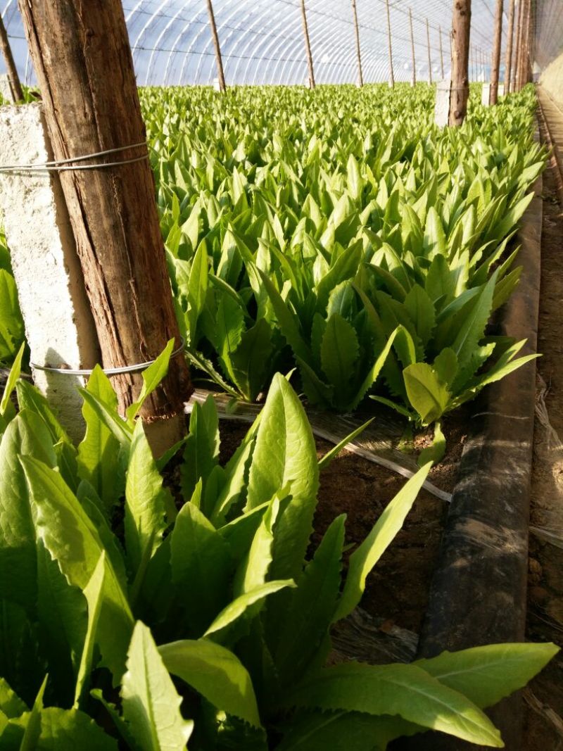 油麦菜30~35厘米以上