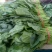大叶菠菜40cm