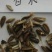 白芍种苗