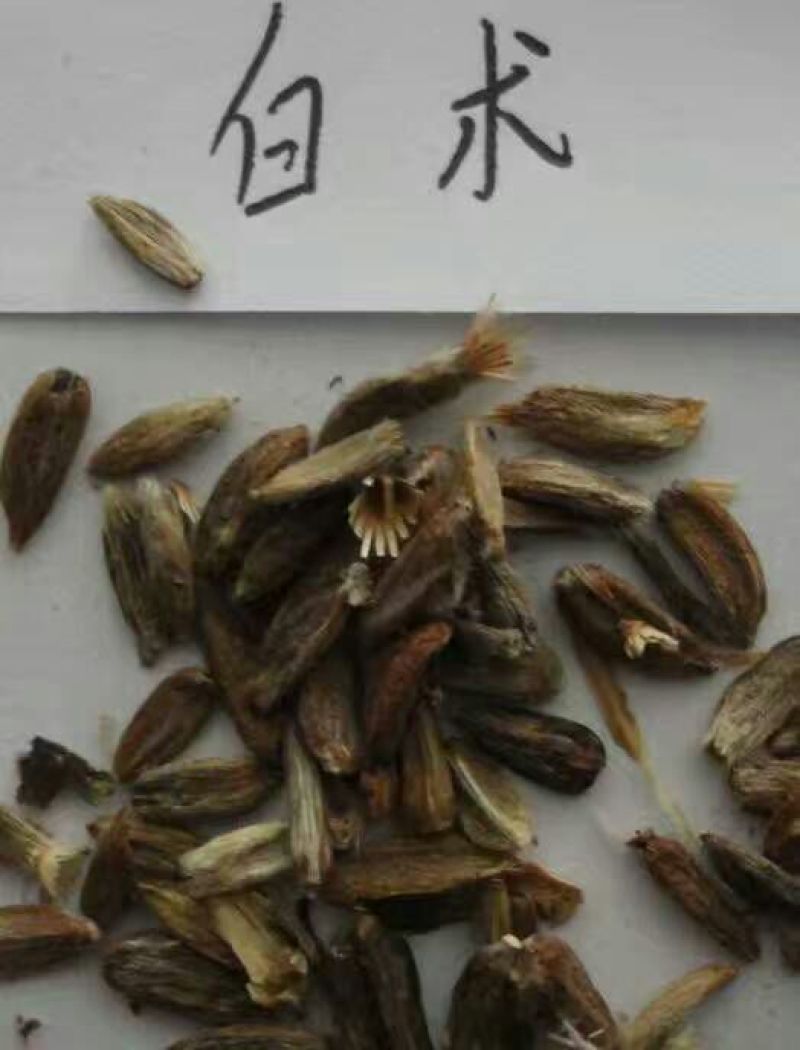 白芍种苗